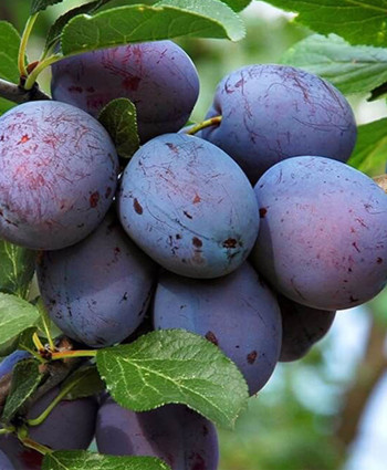 Слива «Гармония» в каталоге СЦ Корекозево