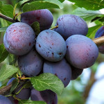 Миниатюра 1. Слива «Гармония» в каталоге СЦ Корекозево