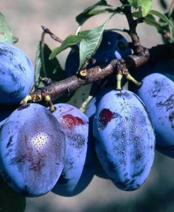 Слива «Чернослив» в каталоге СЦ Корекозево