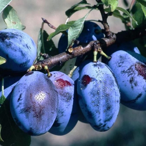 Фото 1. Слива «Чернослив» в каталоге СЦ Корекозево