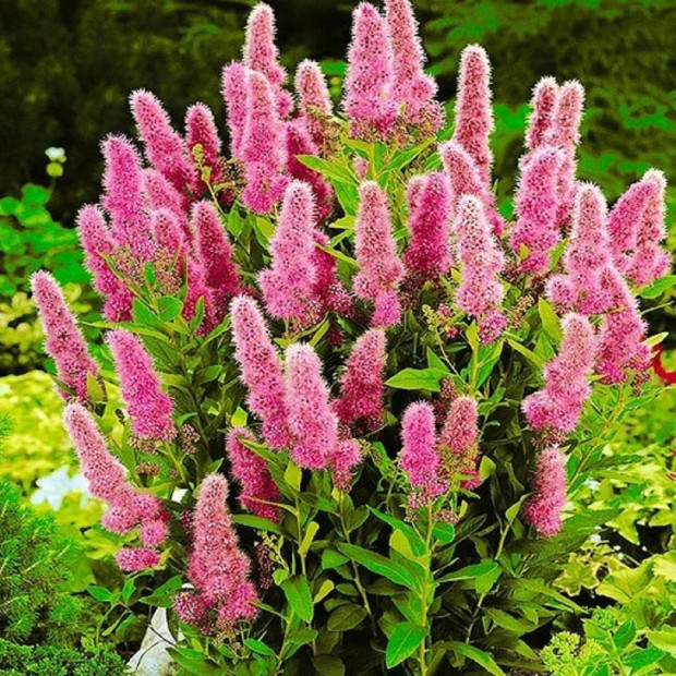 Фото 1. Спирея «Билларда» в каталоге СЦ Корекозево