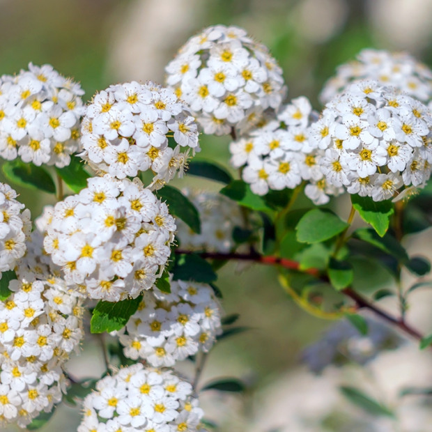 Фото 1. Спирея «Вангутта» в каталоге СЦ Корекозево