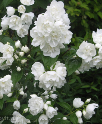 Чубушник Зоя Космодемьянская в каталоге СЦ Корекозево