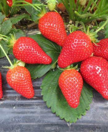 Клубника «Альба» в каталоге СЦ Корекозево