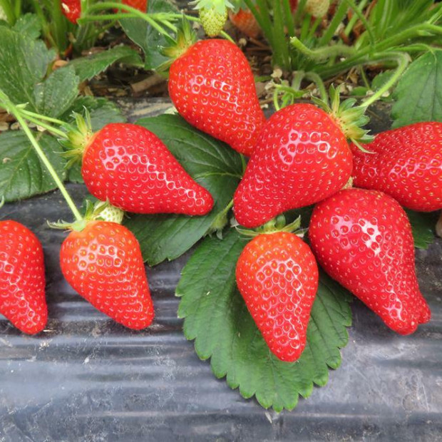 Фото 1. Клубника «Альба» в каталоге СЦ Корекозево