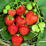 Миниатюра 1. Клубника «Магнус» в каталоге СЦ Корекозево