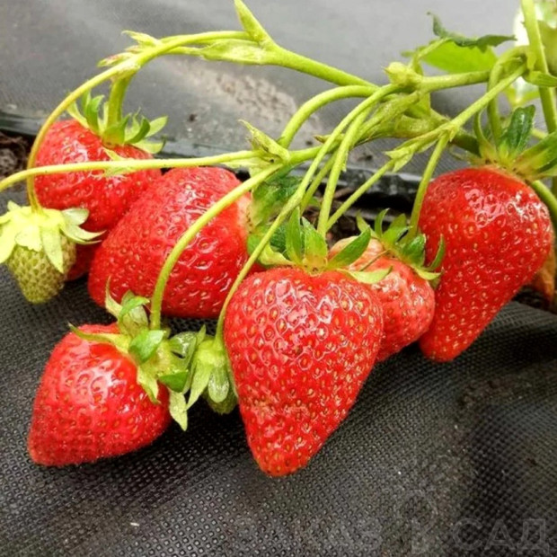 Фото 1. Клубника «Мурано» в каталоге СЦ Корекозево