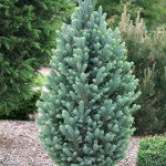 Миниатюра 3. Ель колючая «Iseli Fatigiate» в каталоге СЦ Корекозево