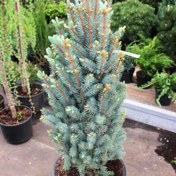 Фото 1. Ель колючая «Iseli Fatigiate» в каталоге СЦ Корекозево