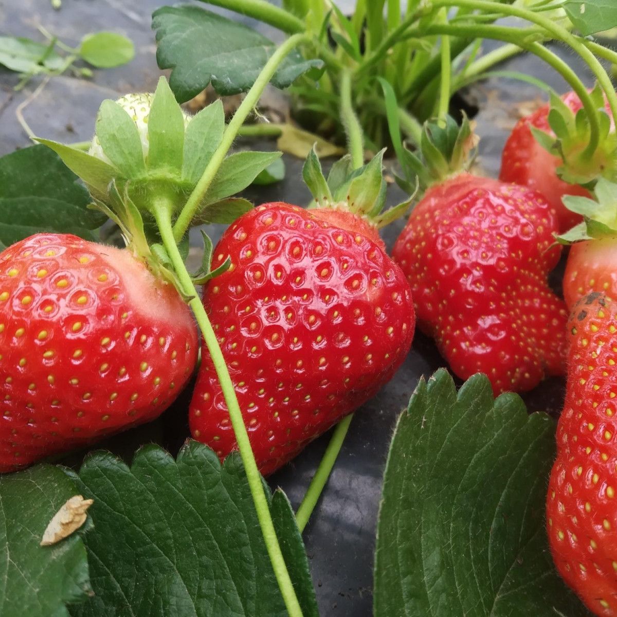 Клубника «Сан Андреас» в каталоге СЦ Корекозево