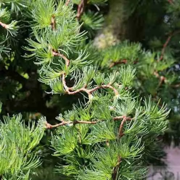 Фото 4. Лиственница кемпфера 