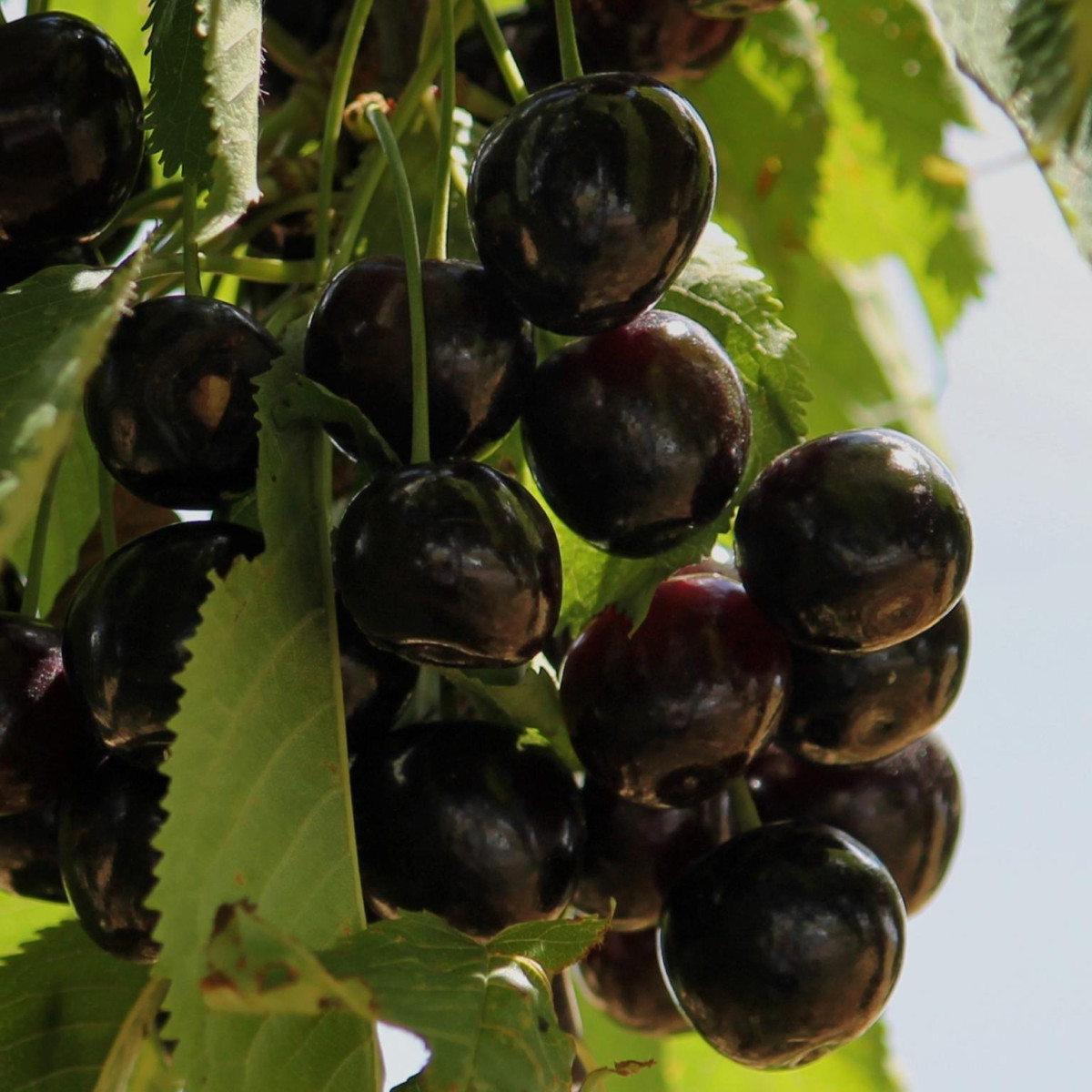 Черешня «Крупноплодная черная» в каталоге СЦ Корекозево