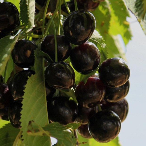 Фото 1. Черешня «Крупноплодная черная» в каталоге СЦ Корекозево