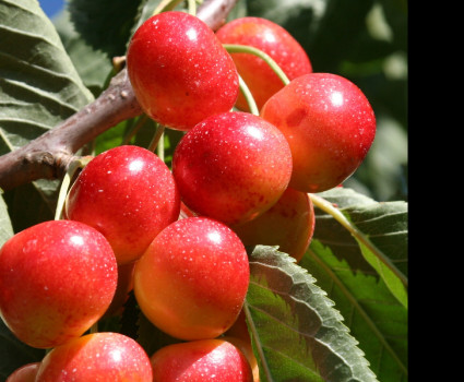 Черешня «Поэзия» в каталоге СЦ Корекозево