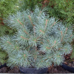 Миниатюра 2. Сосна обыкновенная 