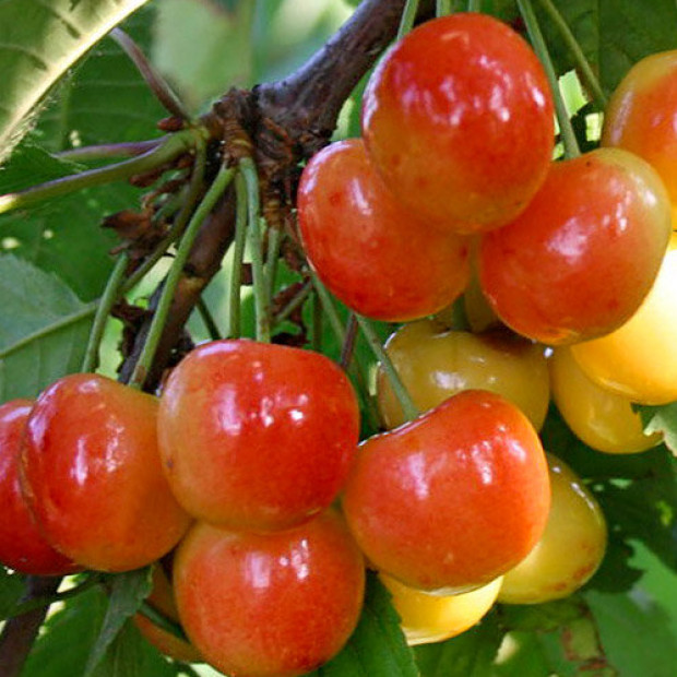 Фото 2. Черешня «Поэзия» в каталоге СЦ Корекозево