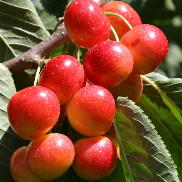 Фото 1. Черешня «Поэзия» в каталоге СЦ Корекозево