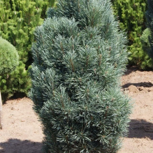 Сосна обыкновенная Fastigiata в каталоге СЦ Корекозево