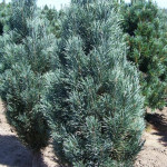 Миниатюра 3. Сосна обыкновенная 