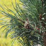 Миниатюра 4. Сосна обыкновенная 