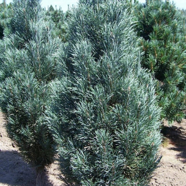 Фото 3. Сосна обыкновенная 