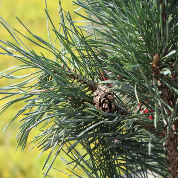 Фото 4. Сосна обыкновенная 