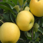 Миниатюра 1. Яблоня «Брянское Золотистое» в каталоге СЦ Корекозево