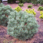 Миниатюра 2. Сосна обыкновенная 