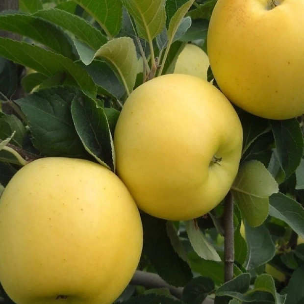 Фото 1. Яблоня «Брянское Золотистое» в каталоге СЦ Корекозево