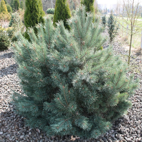 Сосна обыкновенная Watereri в каталоге СЦ Корекозево