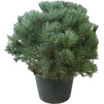 Миниатюра 2. Сосна обыкновенная 