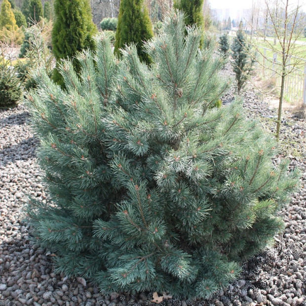 Фото 1. Сосна обыкновенная 