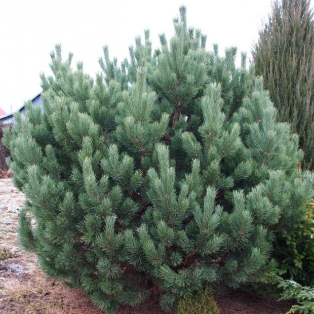 Фото 3. Сосна обыкновенная 