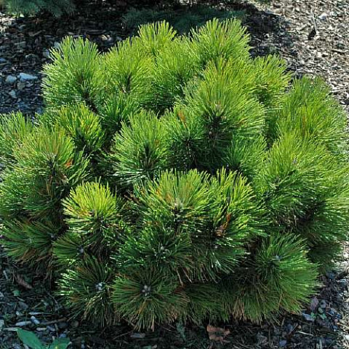 Сосна черная «Black Prince» в каталоге СЦ Корекозево