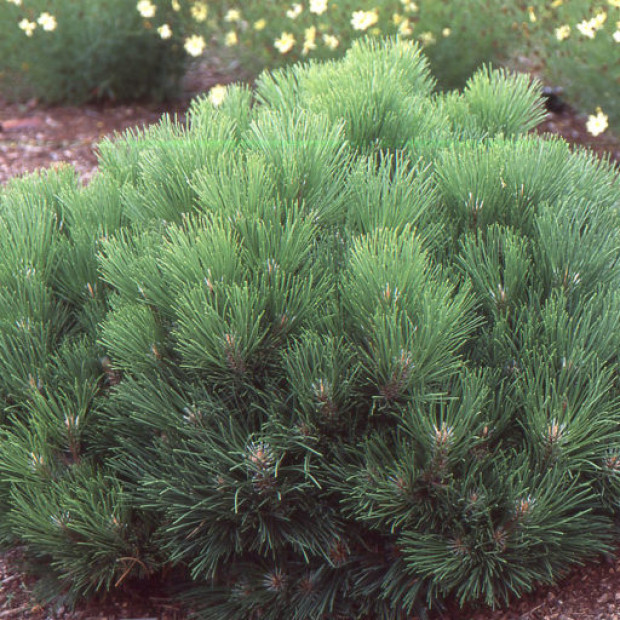 Фото 3. Сосна черная «Black Prince» в каталоге СЦ Корекозево