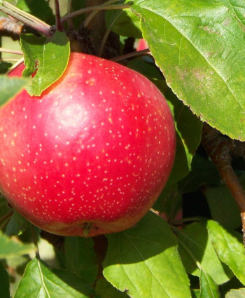 Яблоня «Пепин Шафранный» в каталоге СЦ Корекозево