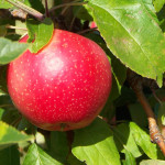 Миниатюра 1. Яблоня «Пепин Шафранный» в каталоге СЦ Корекозево