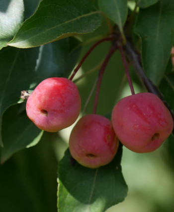 Яблоня «Рудольф» в каталоге СЦ Корекозево