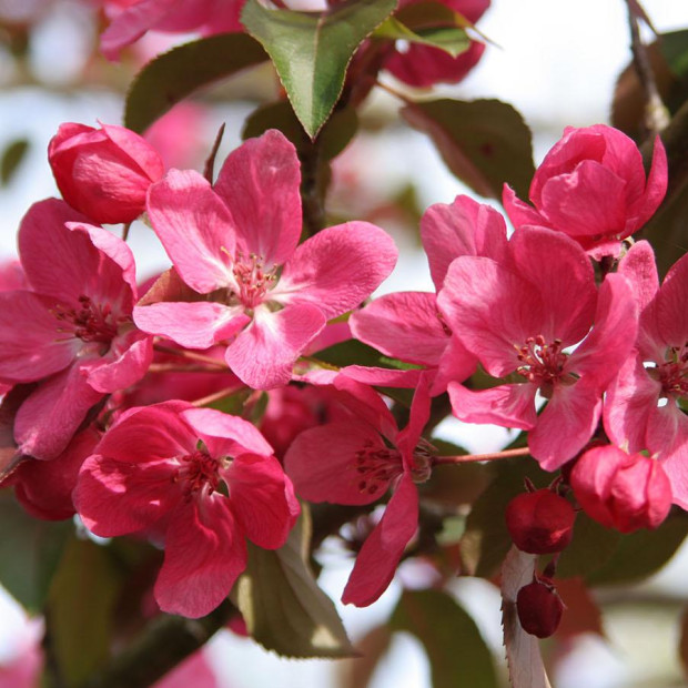 Фото 2. Яблоня «Рудольф» в каталоге СЦ Корекозево