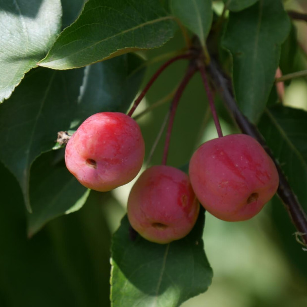 Фото 1. Яблоня «Рудольф» в каталоге СЦ Корекозево