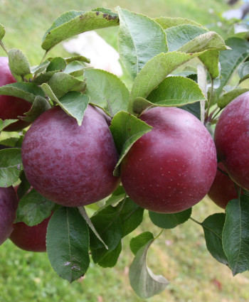 Яблоня «Спартан» в каталоге СЦ Корекозево