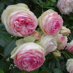 Миниатюра 1. Роза 