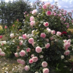 Миниатюра 2. Роза 