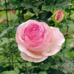 Миниатюра 4. Роза 