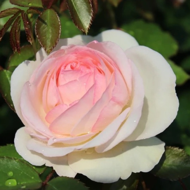 Фото 3. Роза 