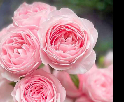 Роза Nahema в каталоге СЦ Корекозево