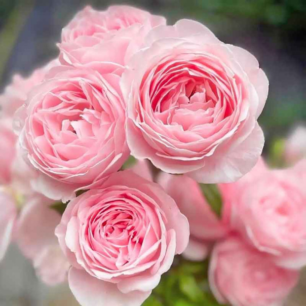 Фото 1. Роза 