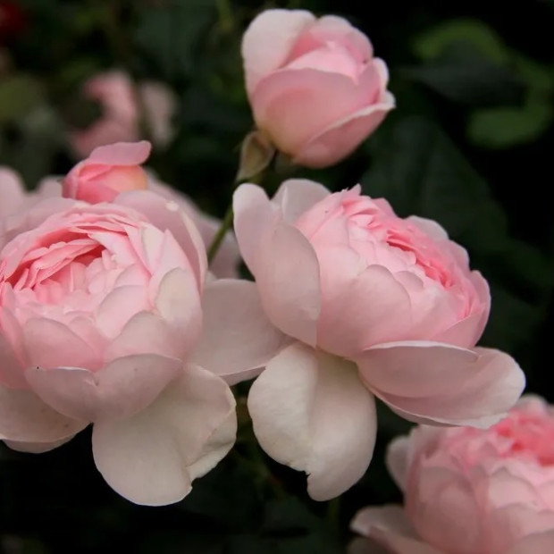 Фото 4. Роза 