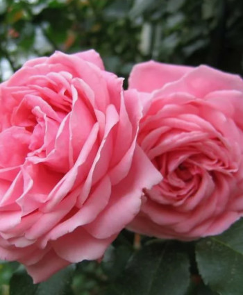 Роза Coral Dawn в каталоге СЦ Корекозево