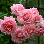 Миниатюра 2. Роза 